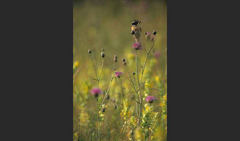 Braunkehlchen (Saxicola rubetra)