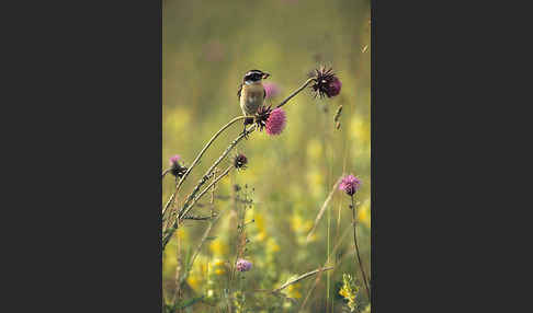 Braunkehlchen (Saxicola rubetra)