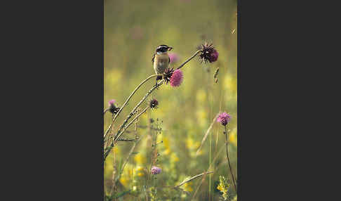 Braunkehlchen (Saxicola rubetra)