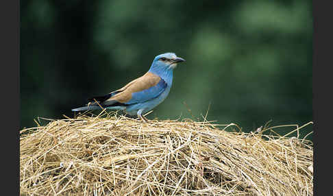 Blauracke (Coracias garrulus)