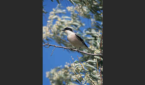 Schwarzstirnwürger (Lanius minor)