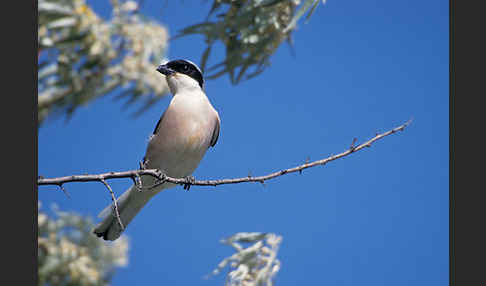 Schwarzstirnwürger (Lanius minor)