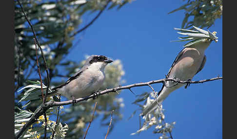 Schwarzstirnwürger (Lanius minor)