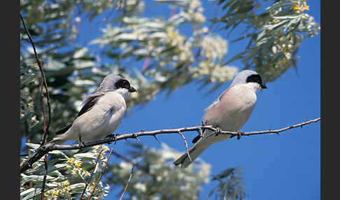 Schwarzstirnwürger (Lanius minor)