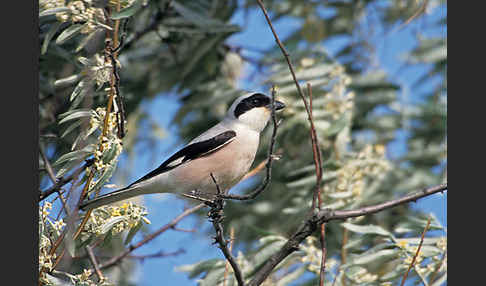 Schwarzstirnwürger (Lanius minor)