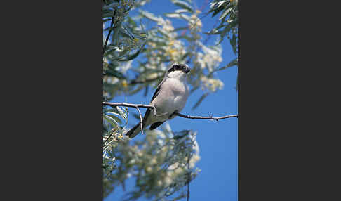 Schwarzstirnwürger (Lanius minor)