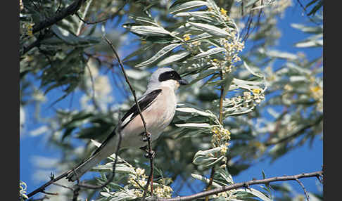 Schwarzstirnwürger (Lanius minor)