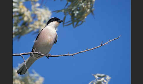 Schwarzstirnwürger (Lanius minor)