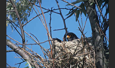 Rotfußfalke (Falco vespertinus)