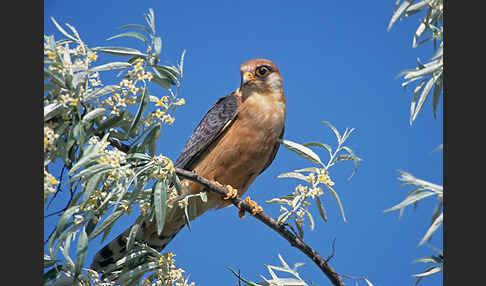 Rotfußfalke (Falco vespertinus)