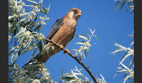 Rotfußfalke (Falco vespertinus)