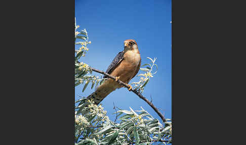 Rotfußfalke (Falco vespertinus)