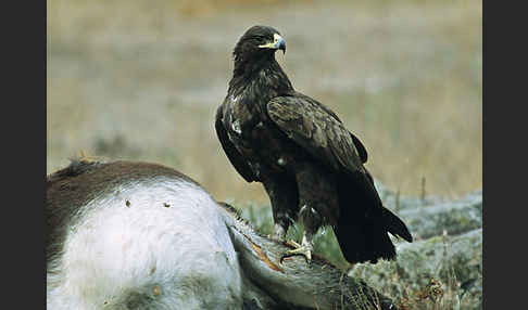 Schelladler (Aquila clanga)