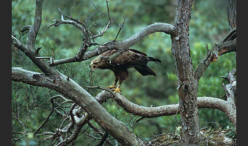 Schreiadler (Aquila pomarina)