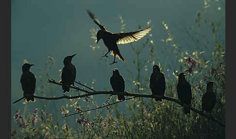 Star (Sturnus vulgaris)