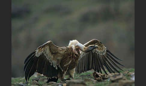 Gänsegeier (Gyps fulvus)