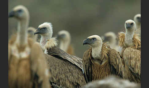 Gänsegeier (Gyps fulvus)