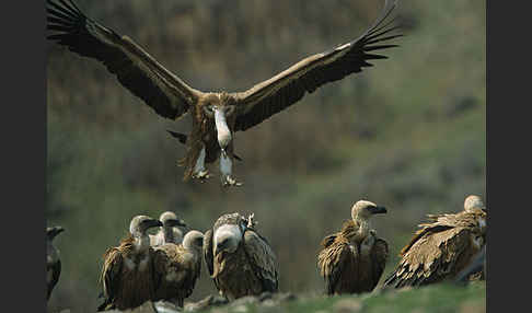 Gänsegeier (Gyps fulvus)