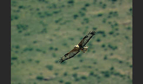 Adlerbussard (Buteo rufinus)