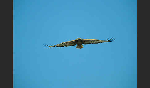 Adlerbussard (Buteo rufinus)