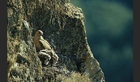 Adlerbussard (Buteo rufinus)