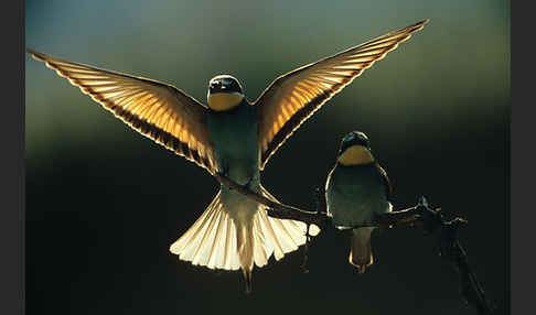 Bienenfresser (Merops apiaster)