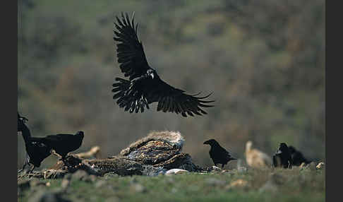 Kolkrabe (Corvus corax)