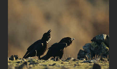 Kolkrabe (Corvus corax)