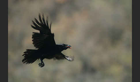 Kolkrabe (Corvus corax)