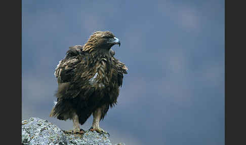 Steinadler (Aquila chrysaetos)