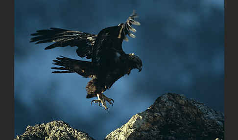 Steinadler (Aquila chrysaetos)