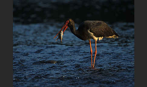 Schwarzstorch (Ciconia nigra)