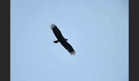 Kaiseradler (Aquila heliaca)