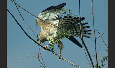 Kurzfangsperber (Accipiter brevipes)