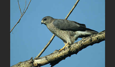 Kurzfangsperber (Accipiter brevipes)