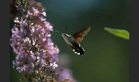 Taubenschwänzchen (Macroglossum stellatarum)