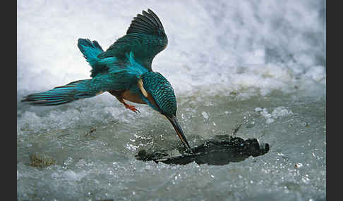 Eisvogel (Alcedo atthis)