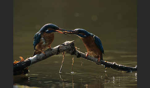 Eisvogel (Alcedo atthis)