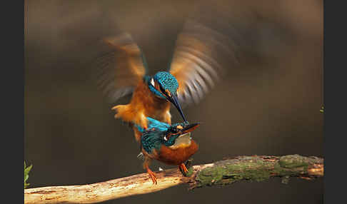 Eisvogel (Alcedo atthis)