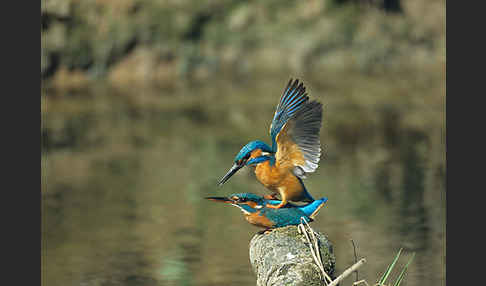 Eisvogel (Alcedo atthis)