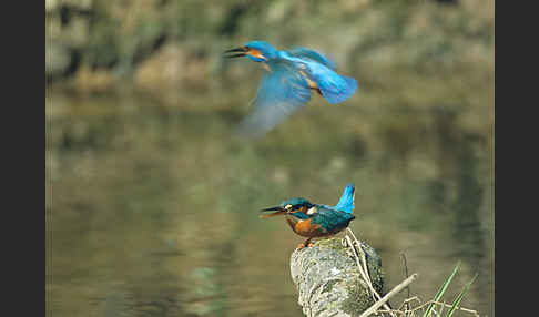 Eisvogel (Alcedo atthis)