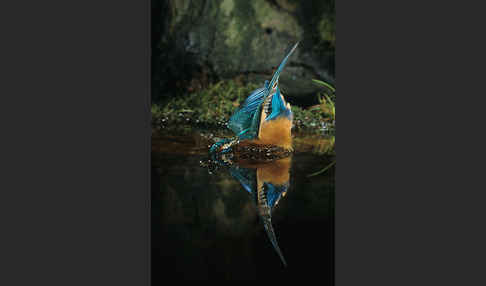 Eisvogel (Alcedo atthis)