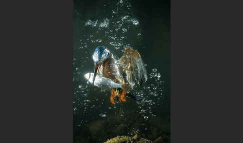 Eisvogel (Alcedo atthis)