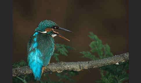 Eisvogel (Alcedo atthis)