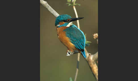 Eisvogel (Alcedo atthis)