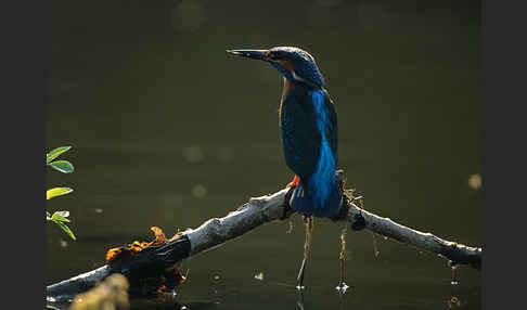 Eisvogel (Alcedo atthis)