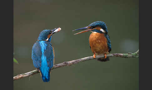 Eisvogel (Alcedo atthis)