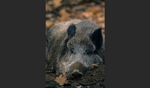 Schwarzwild (Sus scrofa)