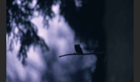 Sperlingskauz (Glaucidium passerinum)