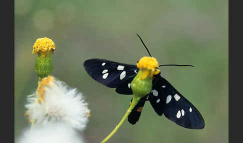 Weißfleckwidderchen (Syntomis phegea)